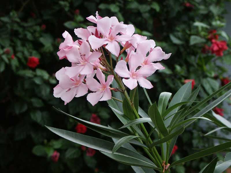 Nerium oleander (odorum ili indicum) / uobičajeni oleander (mirisni ili indijski)