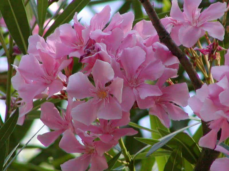 Nerium oleander (odorum eller indicum) / vanlig oleander (duftende eller indisk)