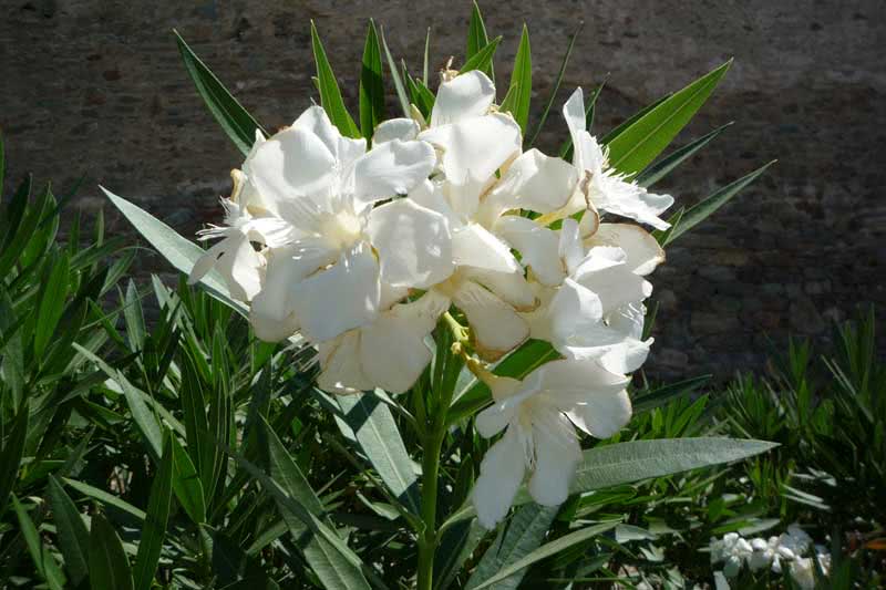 Nerium oleander (odorum eller indicum) / vanlig oleander (duftende eller indisk)