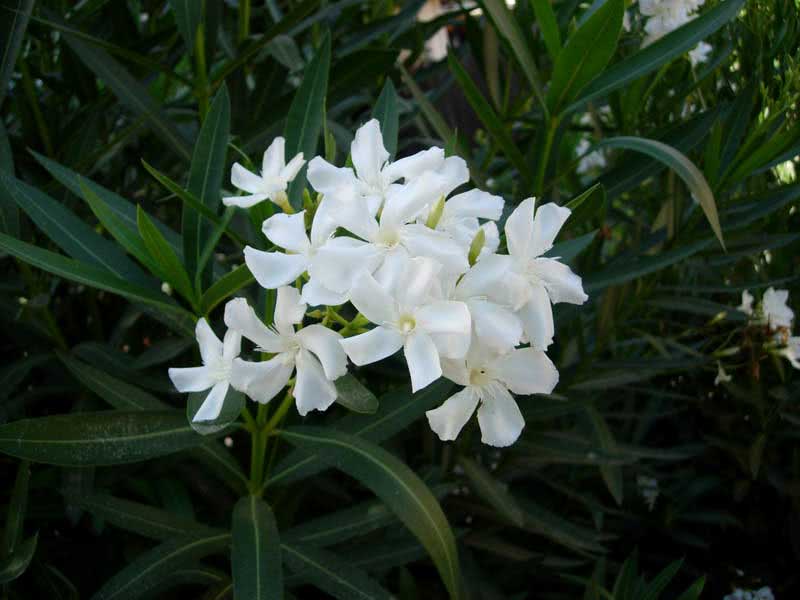 Nerium oleander (odorum eller indicum) / vanlig oleander (duftende eller indisk)