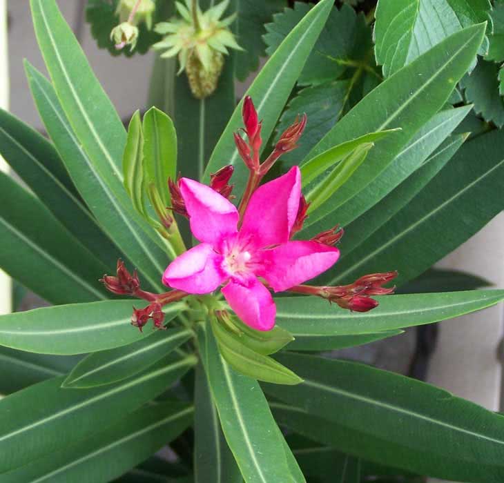 Nerium oleander (odorum eller indicum) / vanlig oleander (duftende eller indisk)