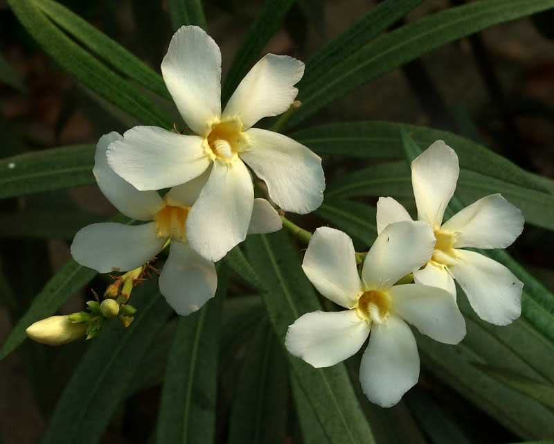 Nerium oleander (odorum eller indicum) / vanlig oleander (duftende eller indisk)