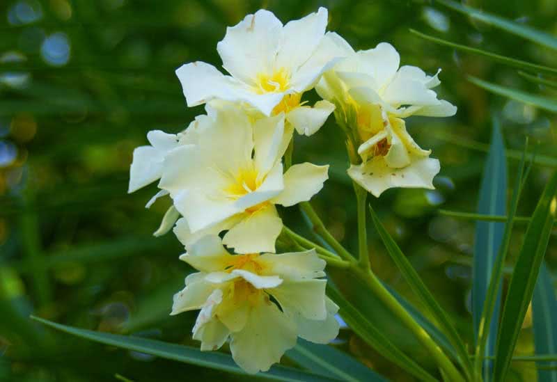 Nerium oleander (odorum eller indicum) / vanlig oleander (duftende eller indisk)