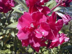 Oleander