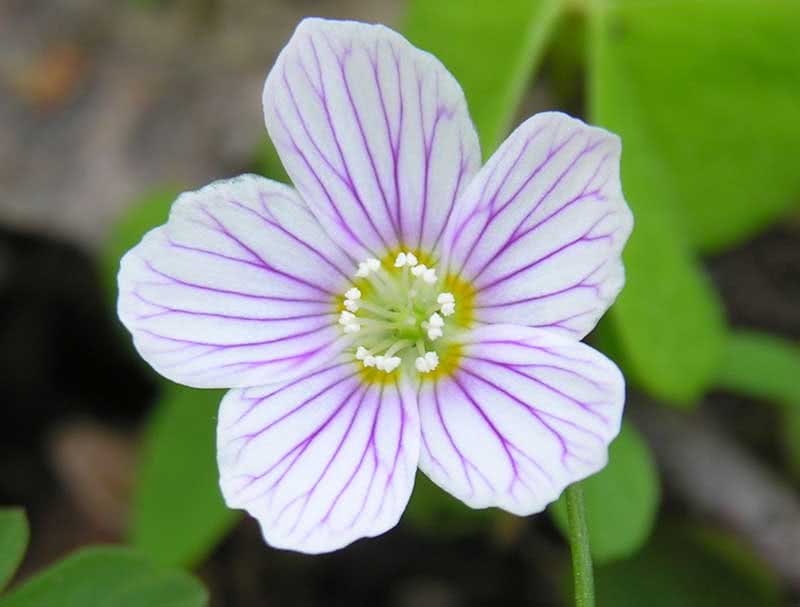 Oxalis acetosella / vanlig oxalis