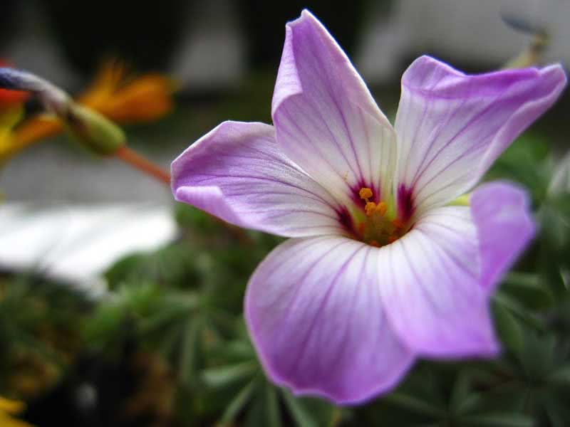 Oxalis adenophylla / željezni oksalis