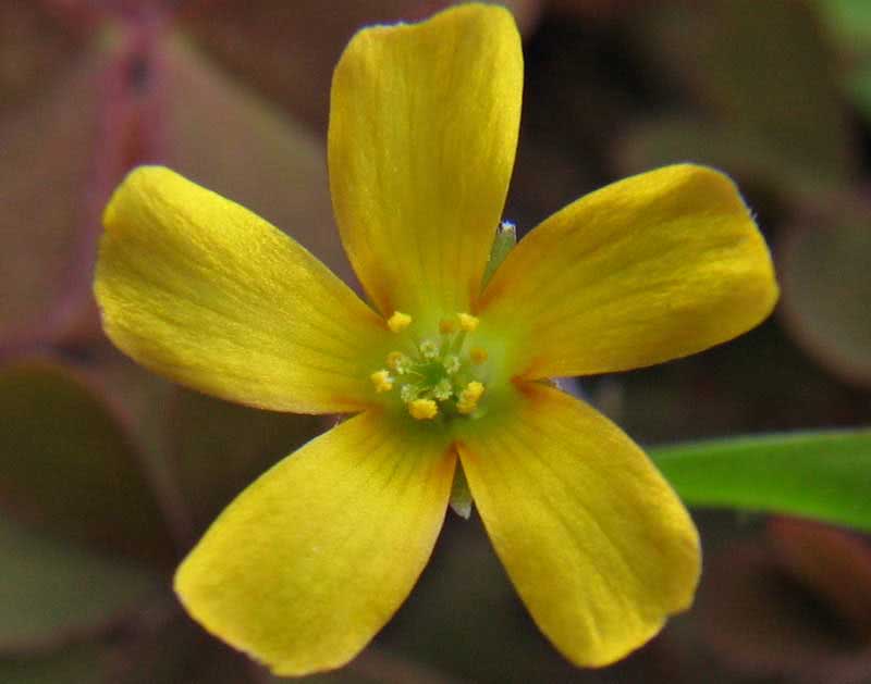 Oxalis corniculata / carob oxalis