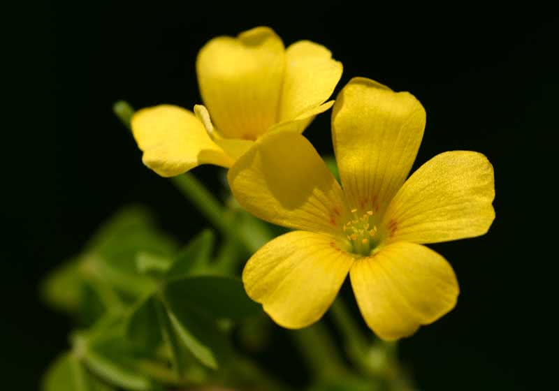 Oxalis corniculata / carob oxalis