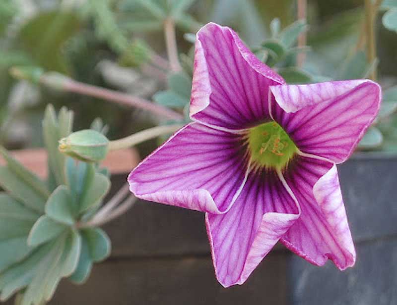 Oxalis enneaphylla / oksalis od devet listova