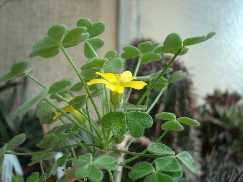 Oxalis gigantea / gigantisk oxalis