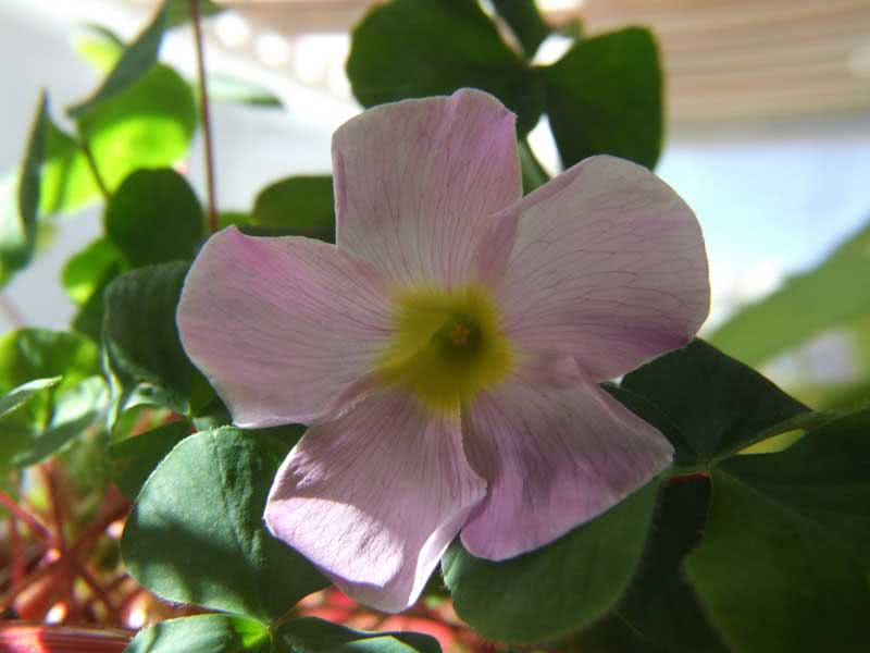 Oxalis hedysaroides / oksalis hedizaroidi