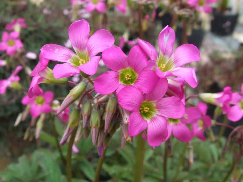 Oxalis lasiandra / shaggy oxalis (hårete stilk)