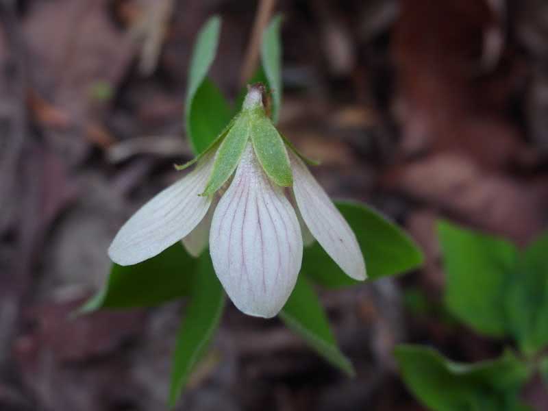 Oxalis obtriangulata / revers triangular oxalis