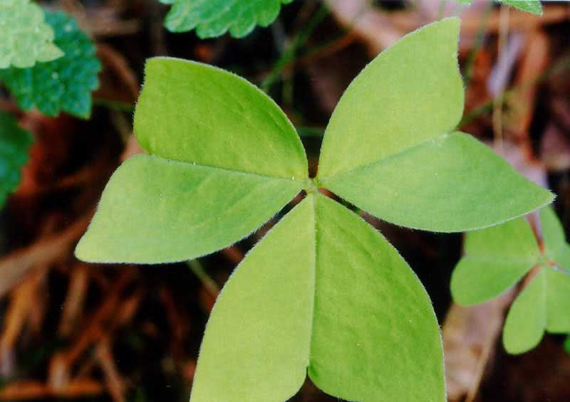 Oxalis obtriangulata / revers triangular oxalis