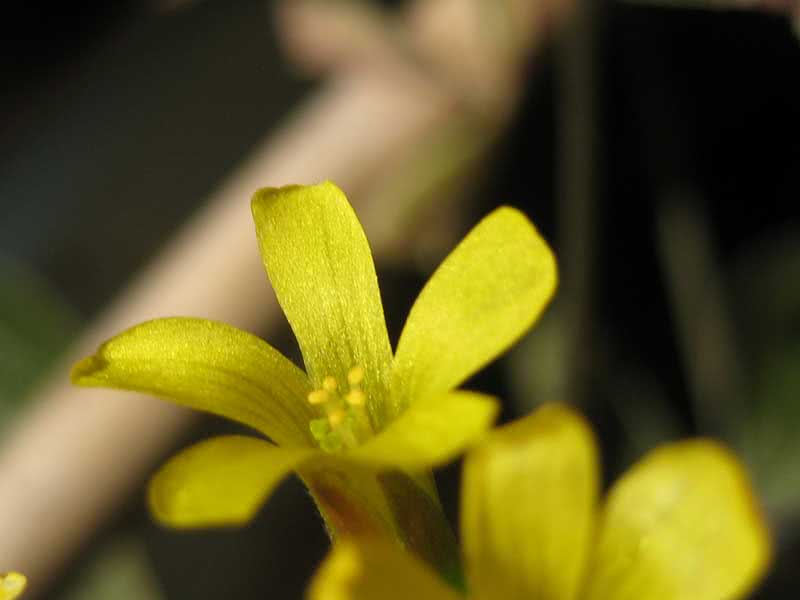 Oxalis ortgiesii / Ortgis's oxalis