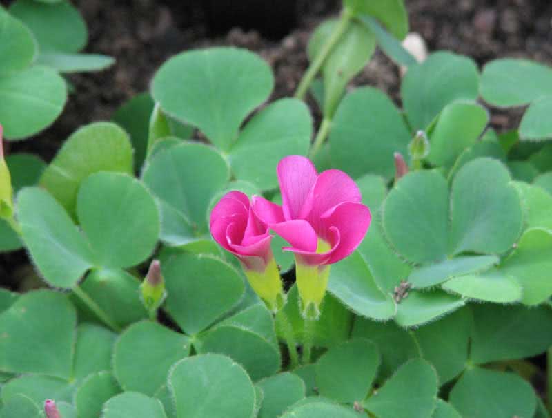 Oxalis purpurea / lilla oxalis