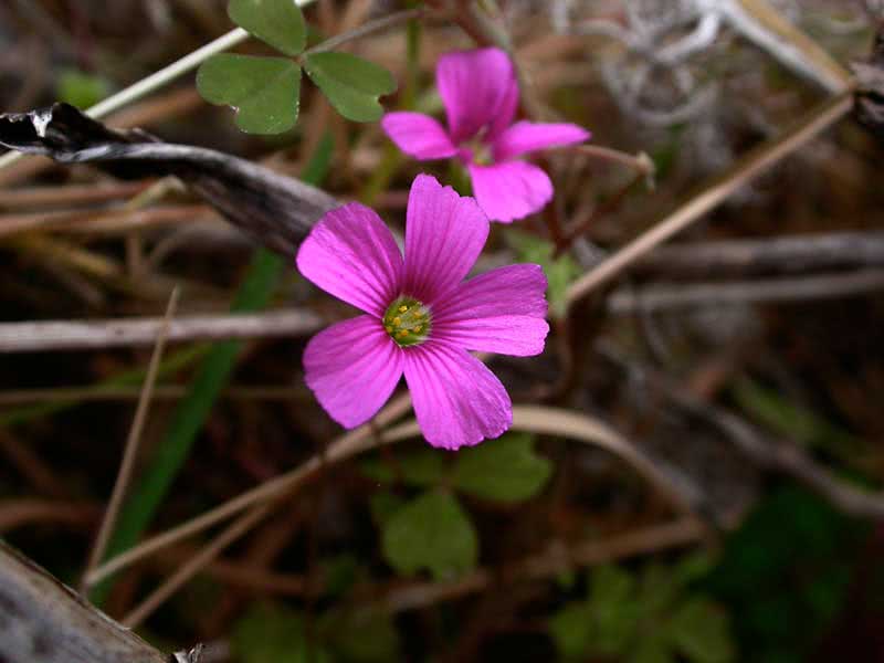 Oxalis rosea / rose oxalis (kløver av lykke)