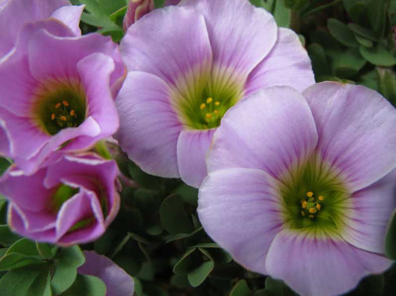 Oxalis rosea / rose oxalis (kløver av lykke)