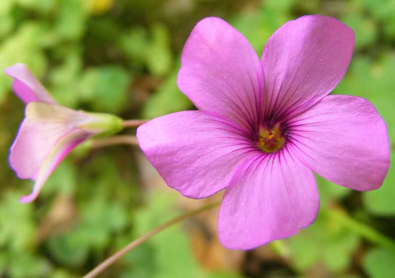 Oxalis rubra / crveni oksalis