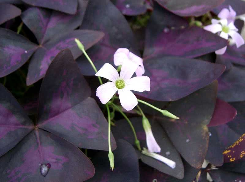 Oxalis triangularis / triangular oxalis