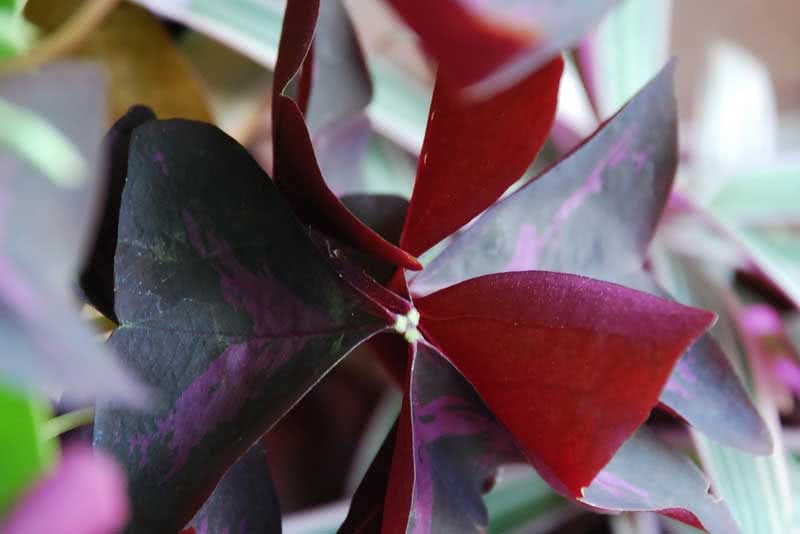 Oxalis triangularis / trokutasti oksalis