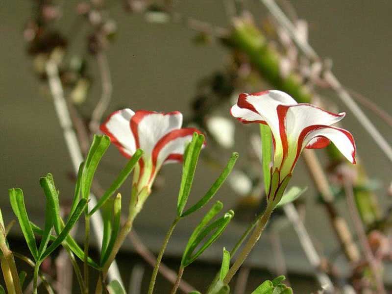 Oxalis versicolor / flerfarget oxalis