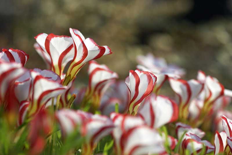 Oxalis versicolor / flerfarget oxalis