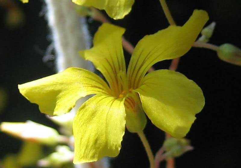 Oxalis vulcanicola / vulkanski oksalis