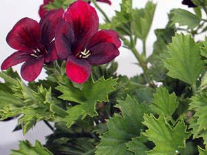 Pelargonium