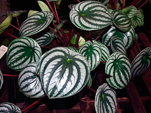 Peperomia