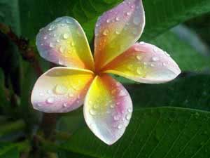 Plumeria