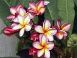 Plumeria