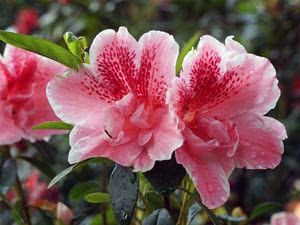 Rododendron