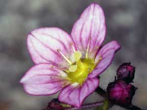 Saxifrage