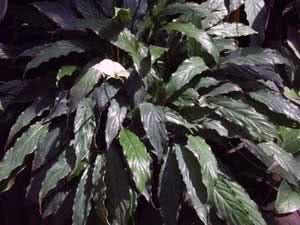 Spathiphyllum