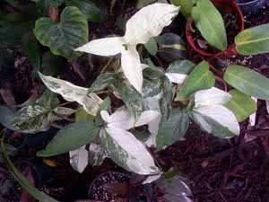 Syngonium