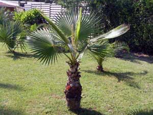 Washingtonia