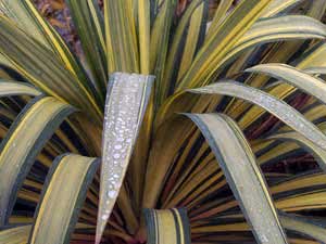 Yucca