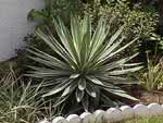 Yucca