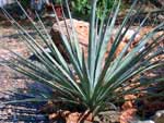 Yucca