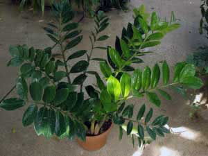 Zamioculcas