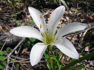 Zephyranthes