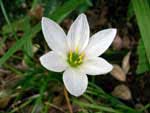 Zephyranthes