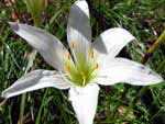 Zephyranthes