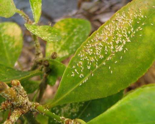 Seaside Mealybug / Pseudococcus affinis