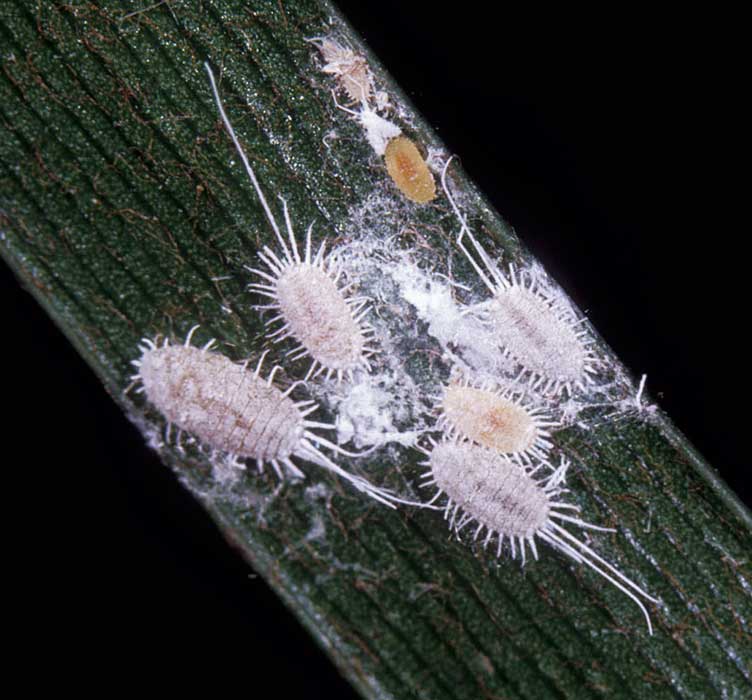 Brusly mealybug / Pseudococcus longispinus