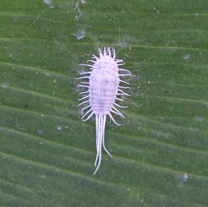 Bristly mealybug / Pseudococcus longispinus