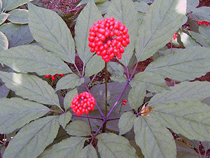 Araliaceae - Ginseng