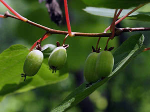 Actinidia-plante