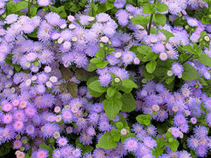 Ageratum blomst